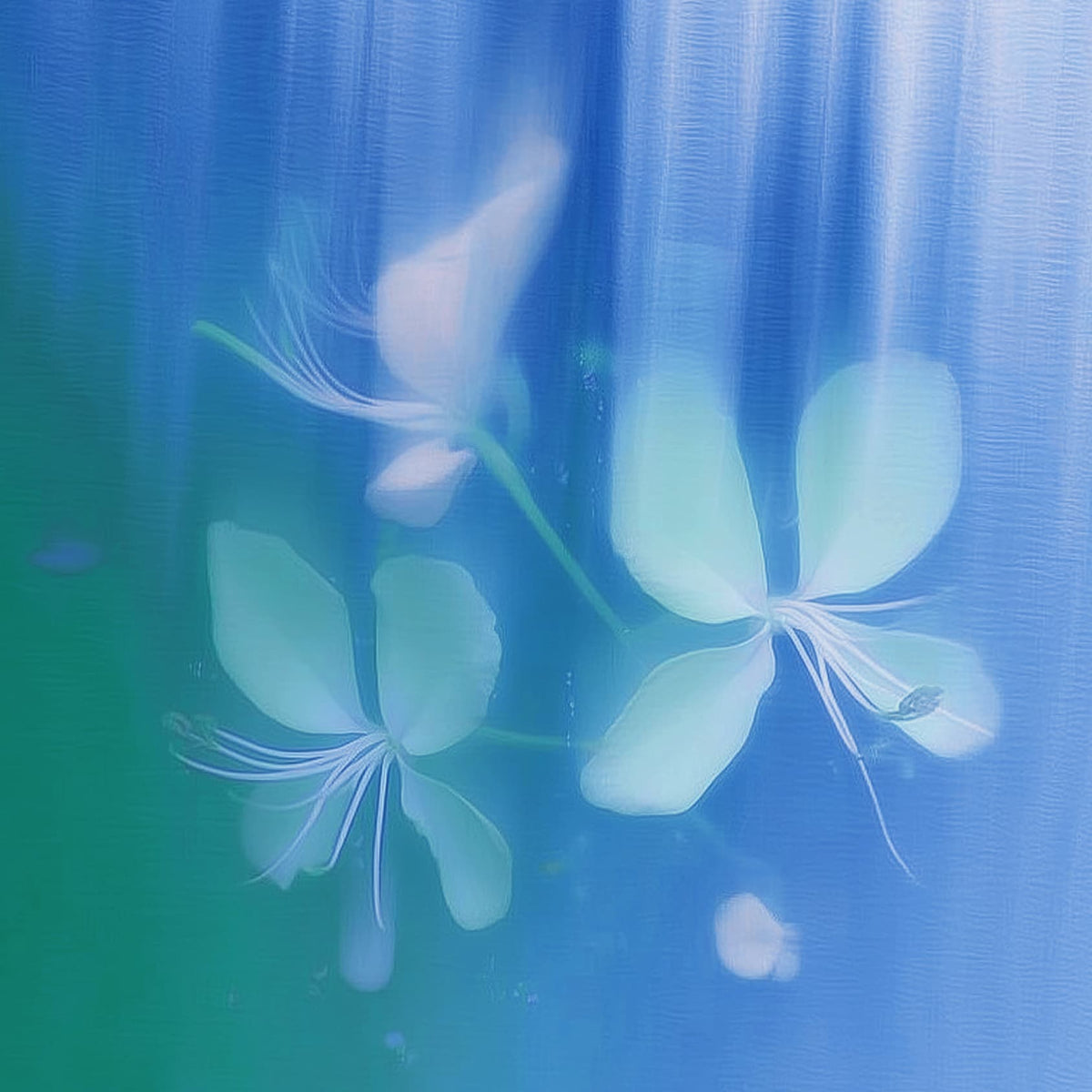 Des fleurs blanches
