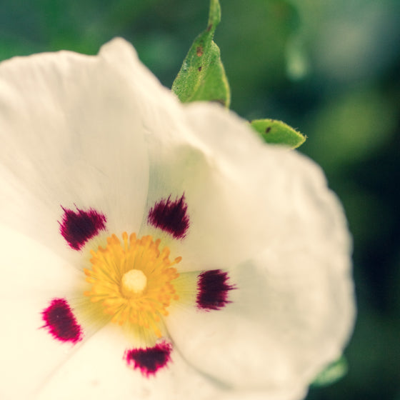 Une pensée (fleur)