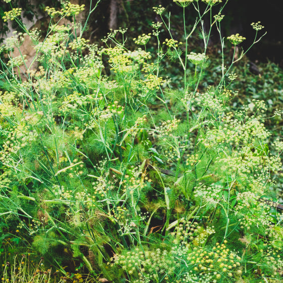 Des plantes