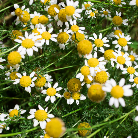 De la camomille
