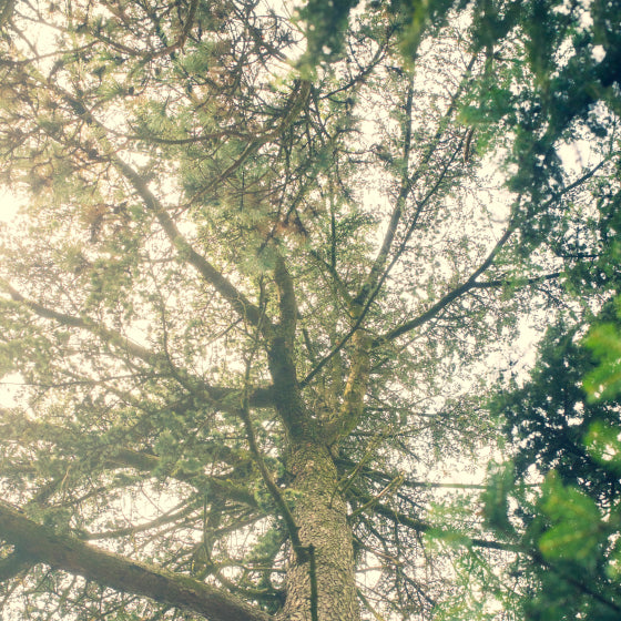 Un arbre