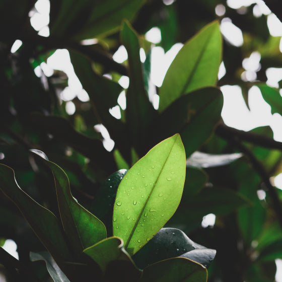 Les feuilles d'un arbre