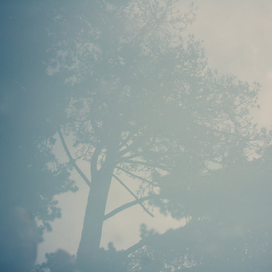 Un arbre dans le brouillard