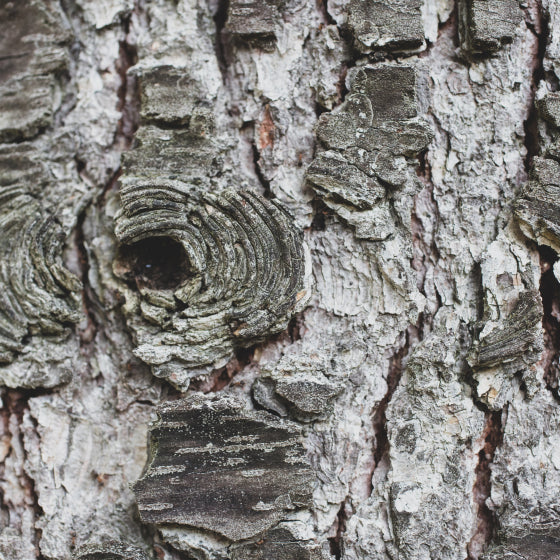 L'écorce d'un arbre