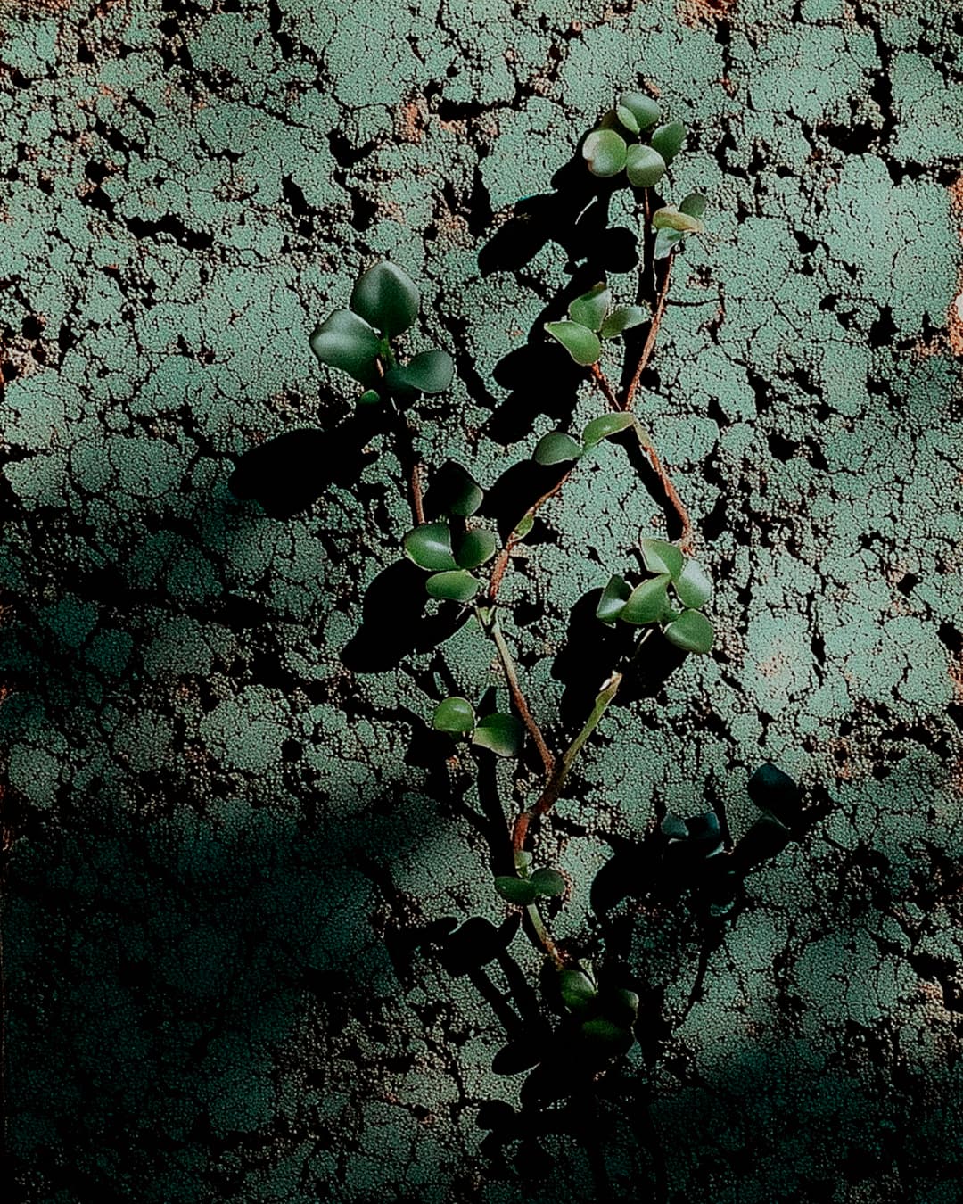 Une plante verte sur une texture verte